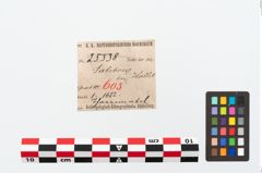 Etikett zu Spinnwirtel (NHMW-PRAE-025538)